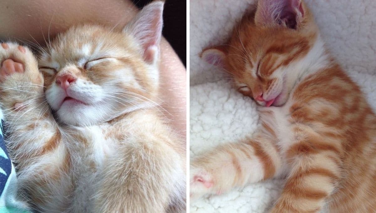 6 memes de gatos dormidos para compartir en un sábado sin salir