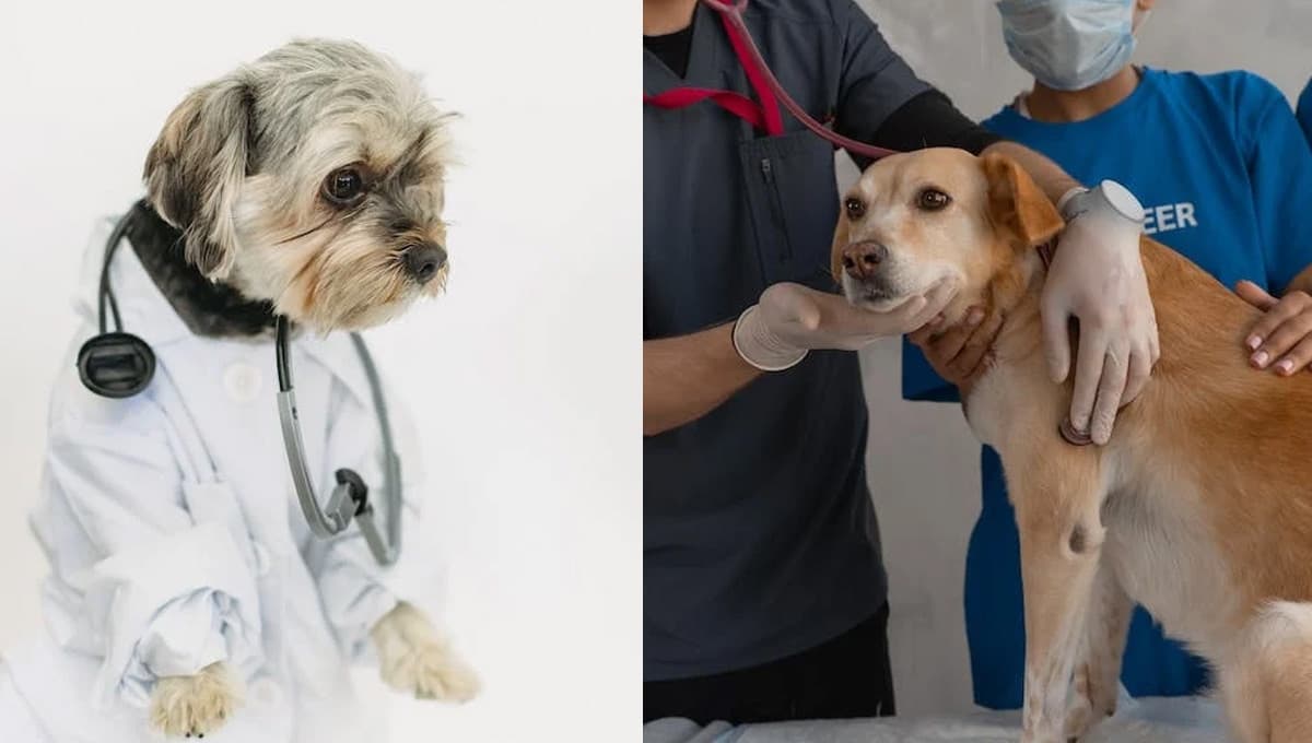 ¿Dónde vacunar gratis a mi perro en la CDMX?