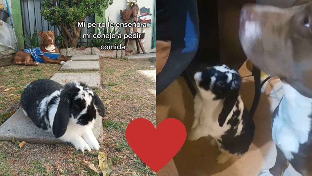 ¡Lo más tierno que verás hoy! Perro EDUCA a conejito y le enseña a pedir comida