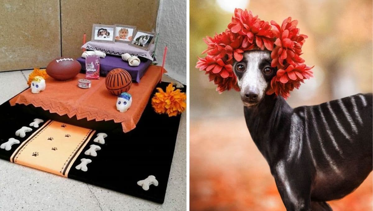 ¿Cuándo se pone la ofrenda para las mascotas?