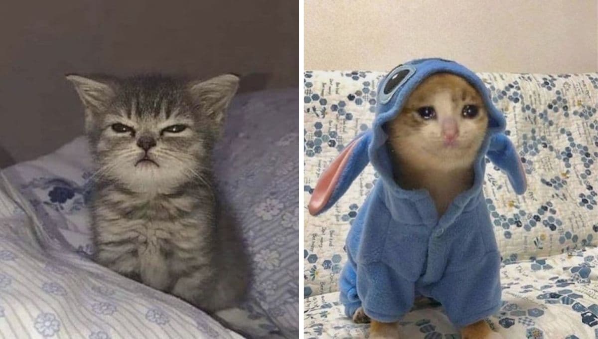 6 memes de gatos todos tristes y cansados para compartir en este lunes