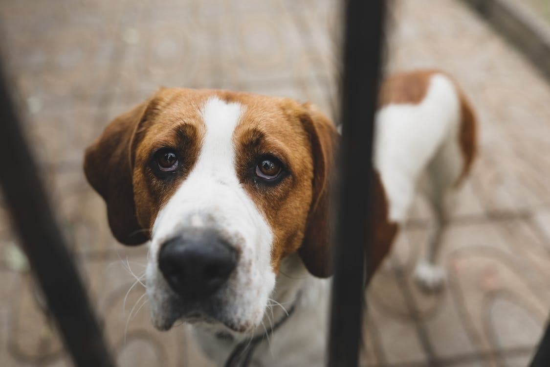 ¿Qué significa cuando un perro llora y mueve la cola?