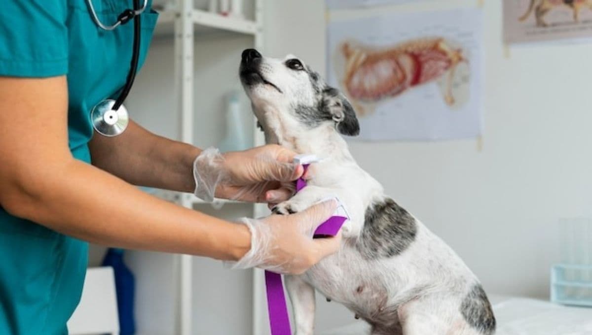 ¿Cuánto puede costar un seguro de perro en 2023?