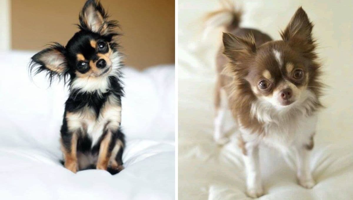 5 razas de perro buenas para apoyo emocional: estarán contigo en momentos difíciles