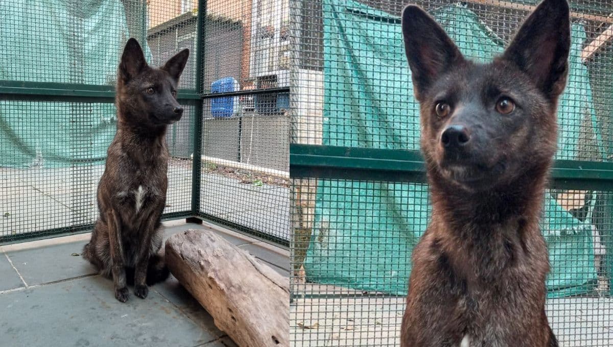 Atropellan a animal y cuando lo rescatan se dan cuenta que es una especie nueva: mitad zorro y mitad perro