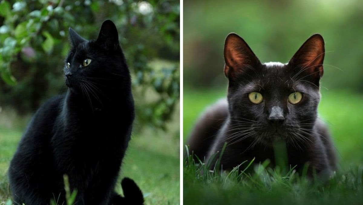 6 grandes ventajas de tener un gato negro como mascota