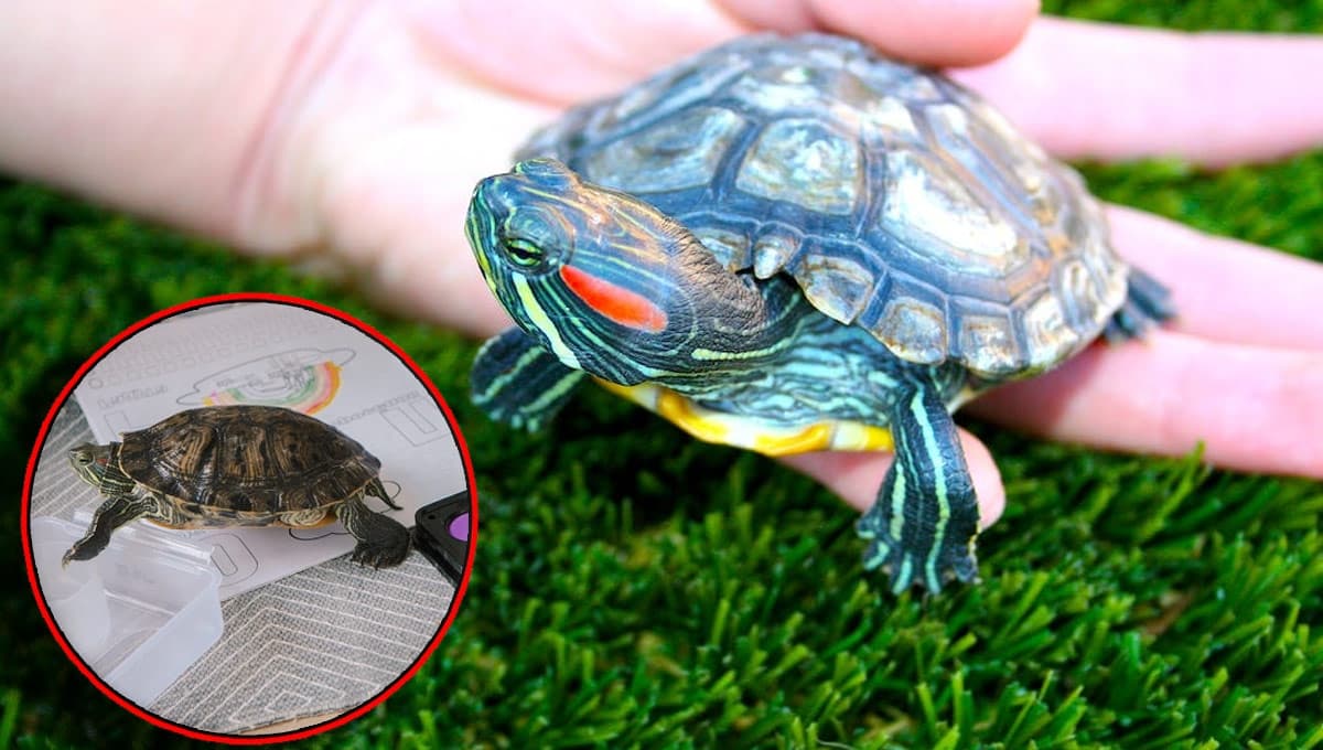 ¿Cómo jugar con una tortuga de tierra y hacerla muy feliz?