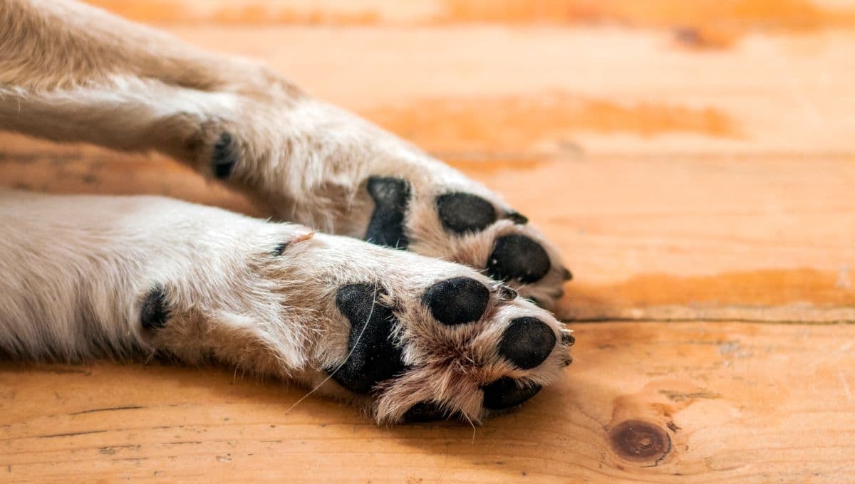 Caso Chocolate: piden prisión para hombre que le dio MACHETAZO a un perro