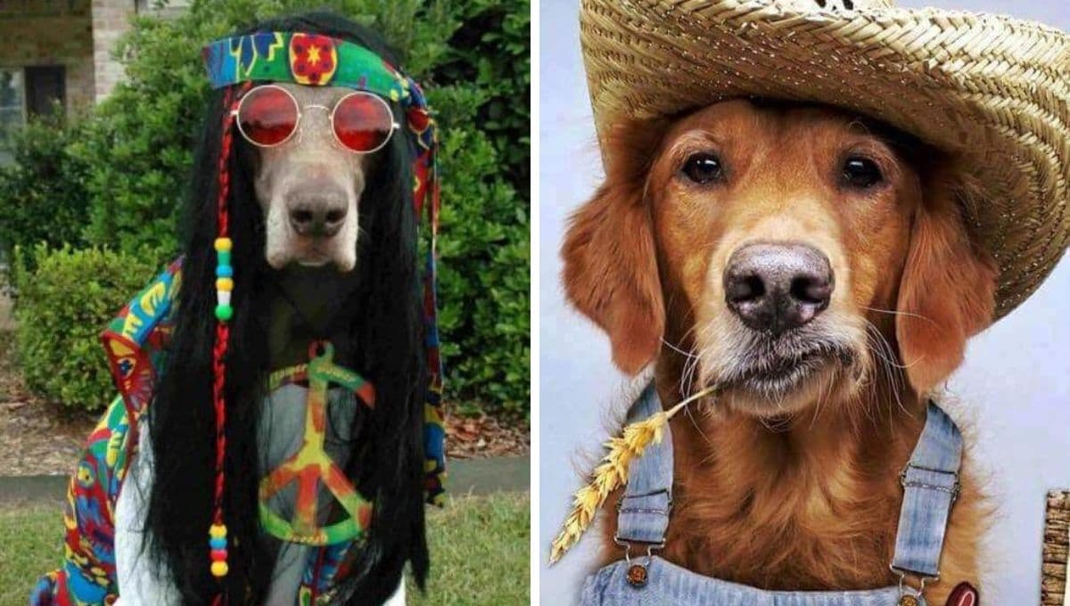 Amazon tiene en oferta el disfraz para perro más divertido para Halloween