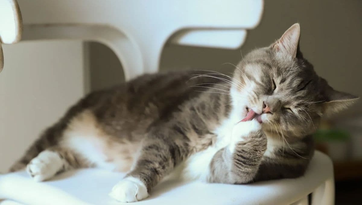 ¿Qué significa cuando a mi gato le tiembla la mandíbula y babea?