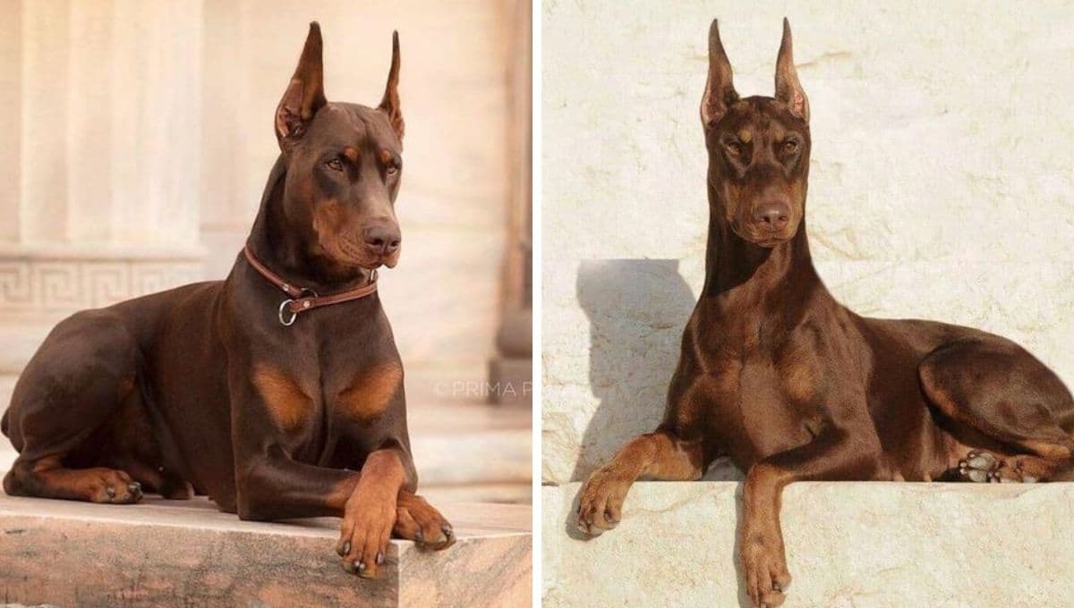 7 nombres bravos e imponentes para perros rudos con significado