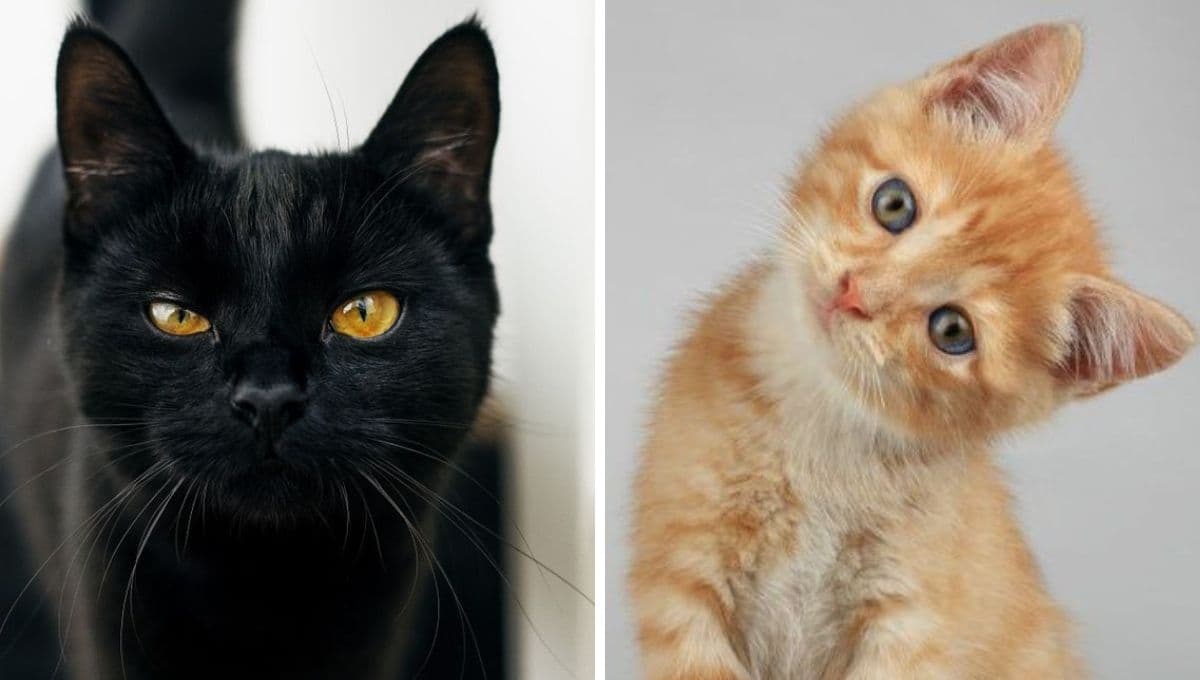 ¿Qué significa cuando un gato te mira fijamente sin parpadear?