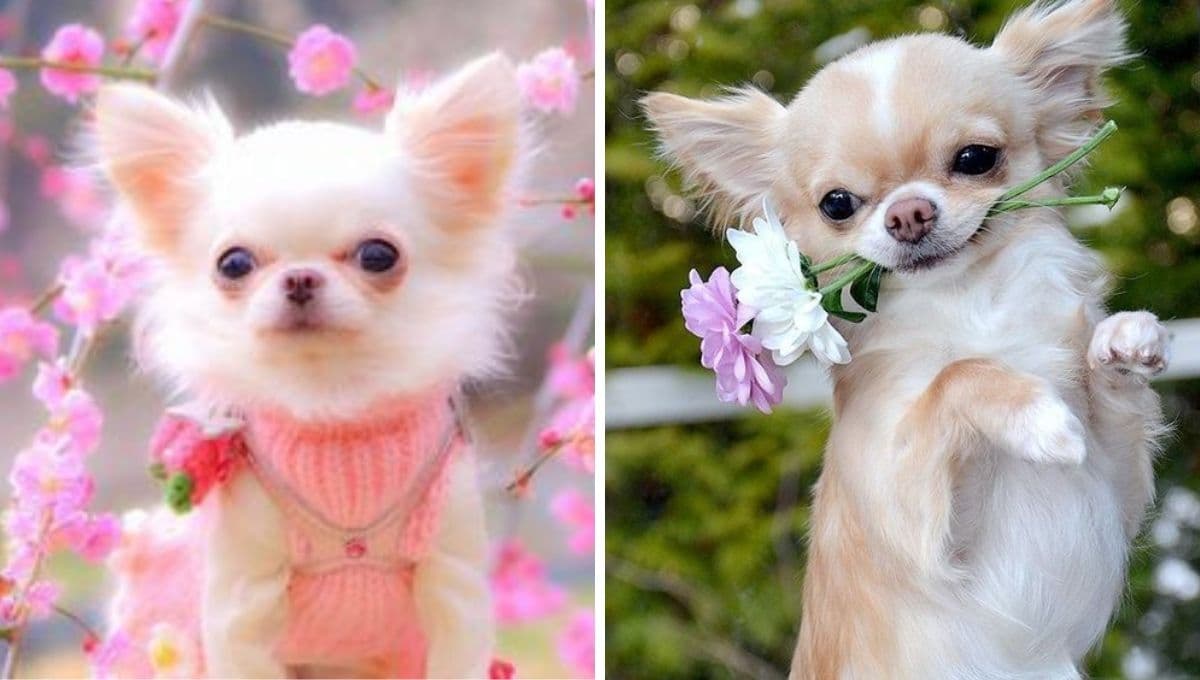 6 razones por las que es bueno tener un perro chihuahua