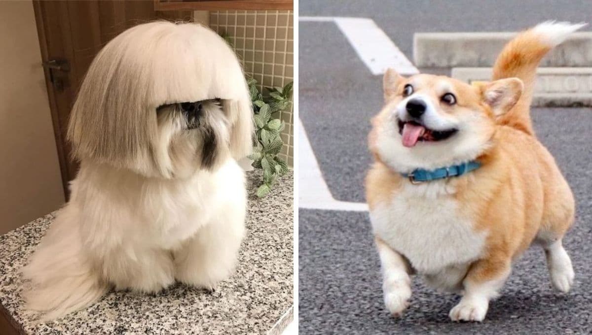 5 memes de perritos tiernos para aliviarte si andas estresadón por la chamba