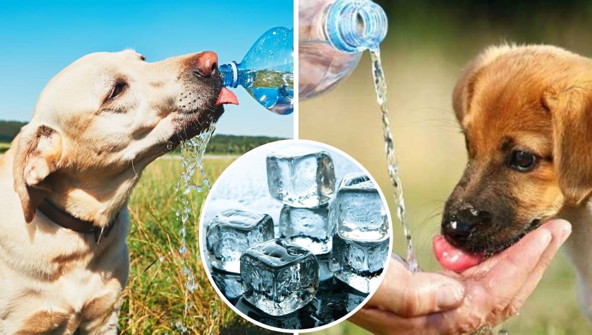 ¿Le puedo dar agua con hielo a mi perro cuando hace calor?