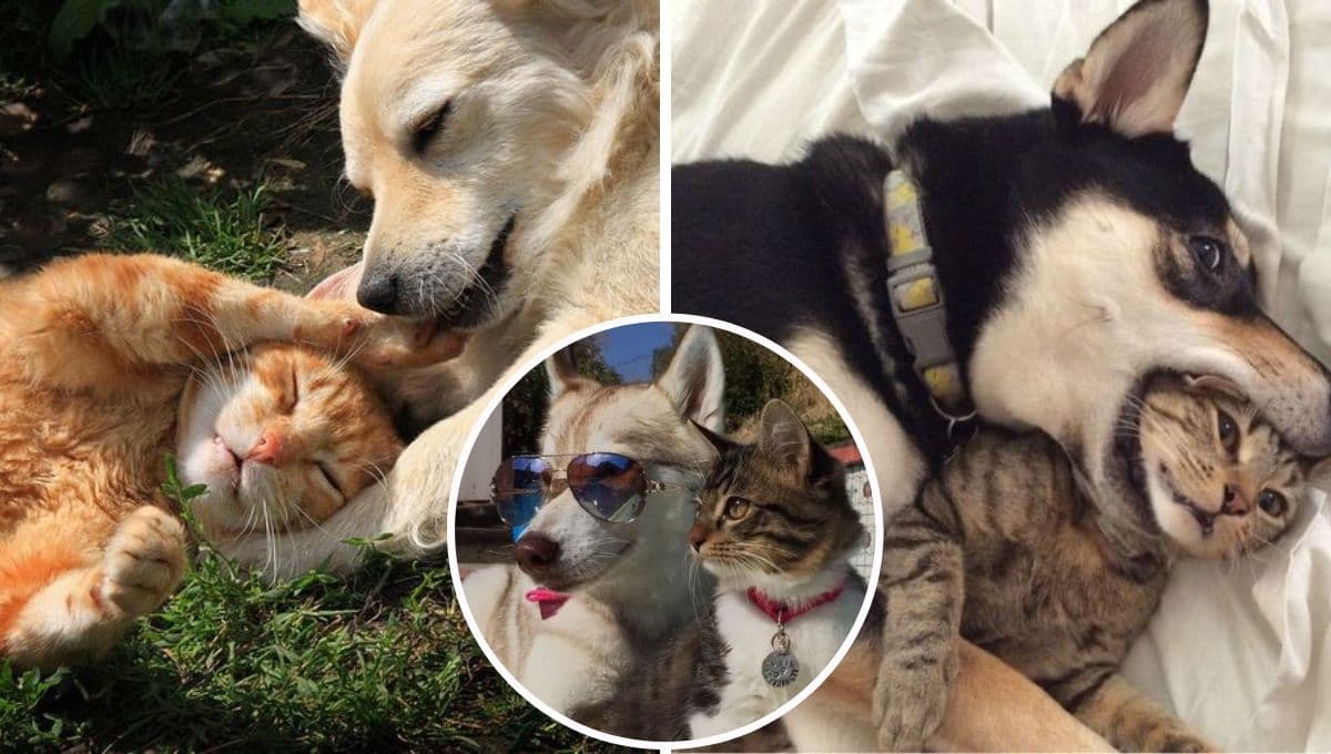5 consejos para que tu perro y tu gato convivan bien