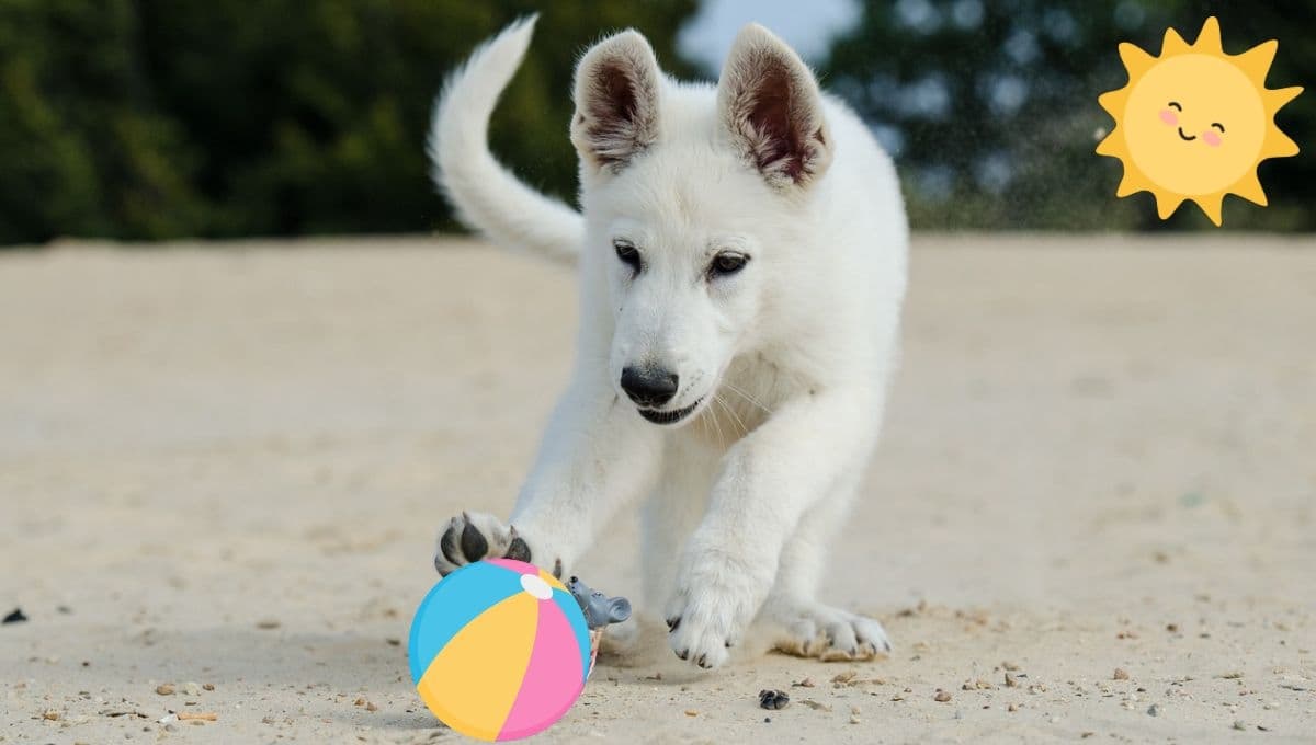¿Qué hacer con tu perro en la playa? 3 juegos que le encantarán