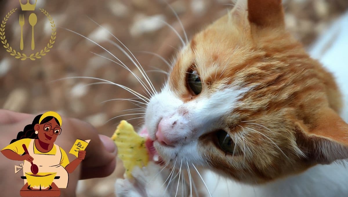 Receta con comida casera para darle de desayunar a un gato, fácil y económica