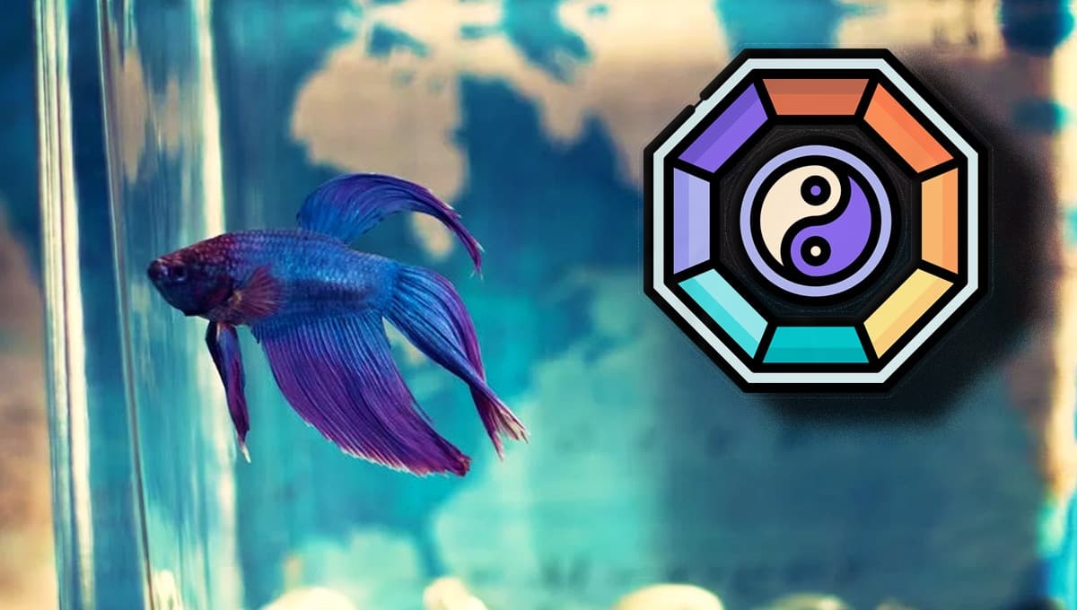 ¿Cuál es el significado espiritual de tener un pez betta en casa?
