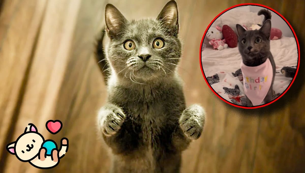 ¡Por esto hay que adoptar! La reacción de este gato en su aniversario lo dice todo