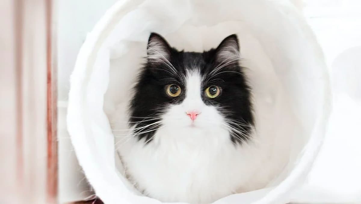 ¿Cómo un gato limpia la energía y hace que el hogar sea más armonioso?