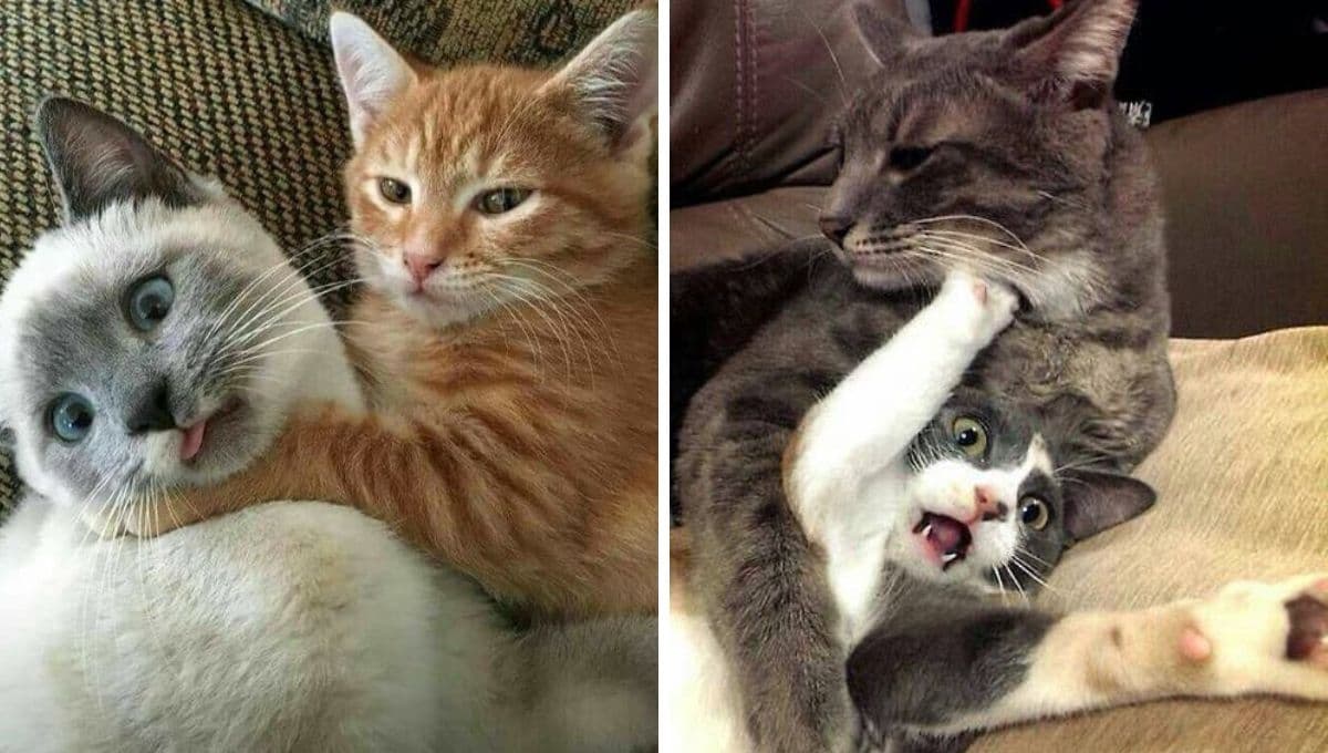 5 curiosidades de los gatos domésticos que debes conocer antes de tener uno