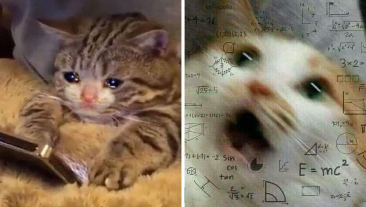 6 MEMES de gatos llorando para compartir si sientes apachurradito el corazón