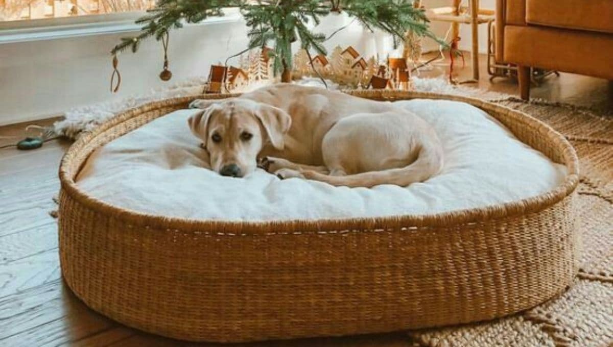 Ley de Bienestar Animal: lugares donde queda PROHIBIDO dejar a un perro sin supervisión