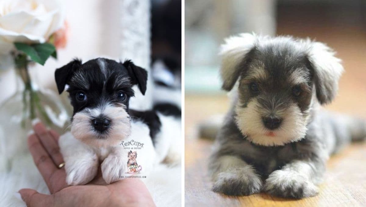10 nombres para perros Schnauzer miniatura: tan adorables como ellos
