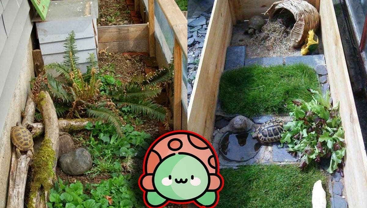 Cómo hacer un terrario casero para tortugas de tierra | Paso a paso