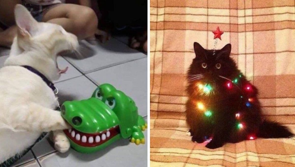 6 MEMES de gatitos tiernos para aliviarte si andas entre tristezón y con flojera
