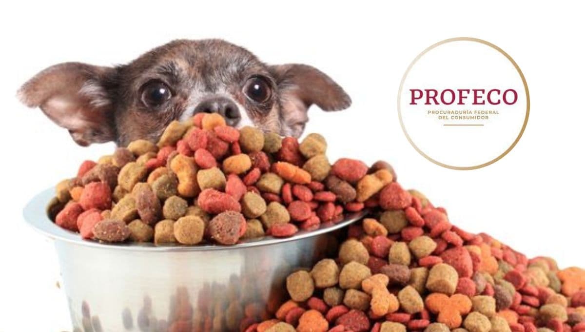 ¿Cuáles son las mejores croquetas económicas para perros? Profeco da la respuesta