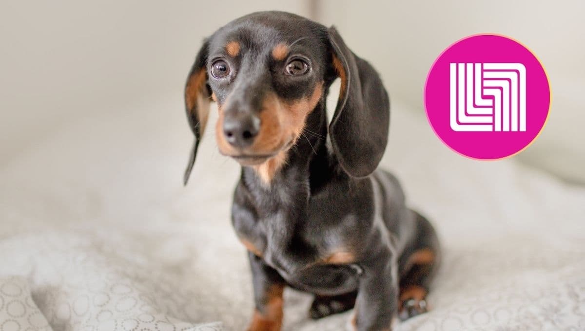 Liverpool pone en oferta 3 camas para perro Zoopet con hasta el 70% de descuento: son resistentes