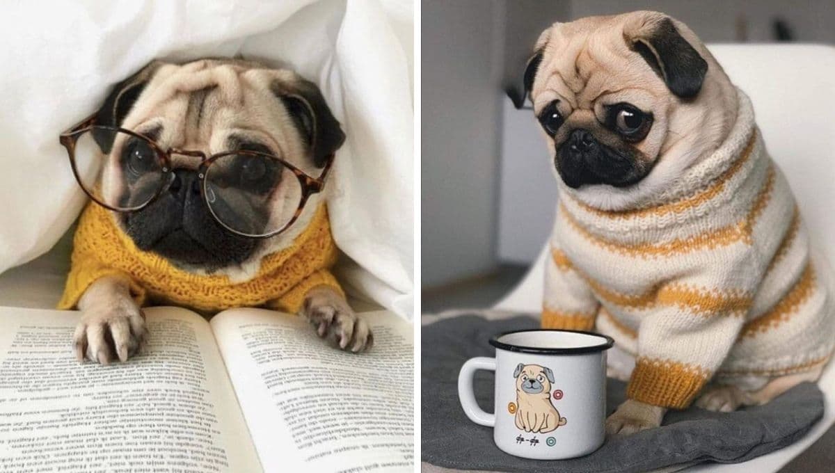¿Qué tan inteligentes son los perros pug?