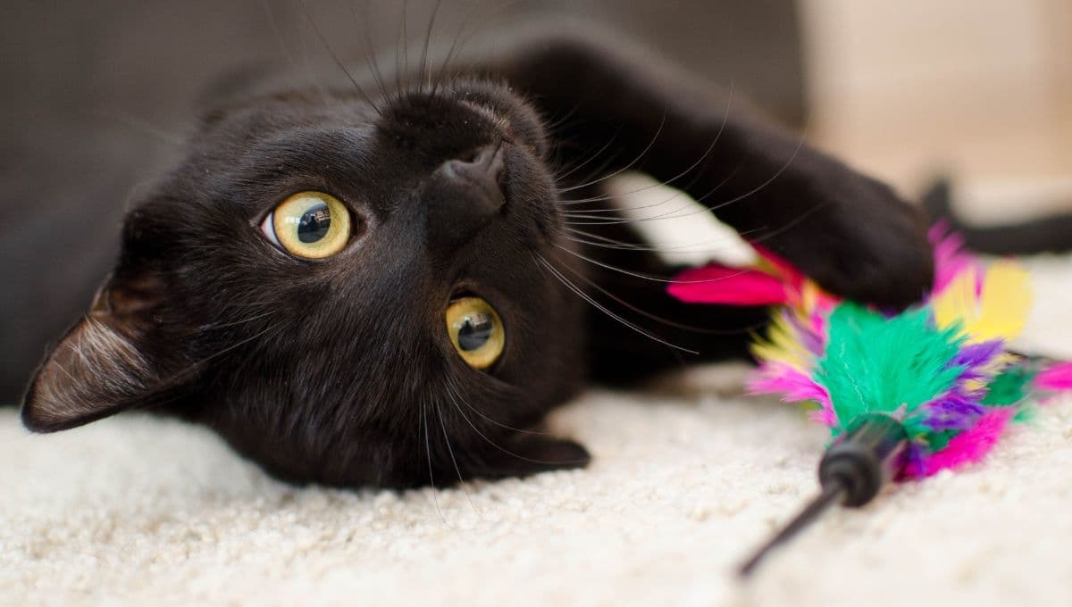 5 cosas que aman los gatos de sus dueños: descubre cómo hacerlo feliz