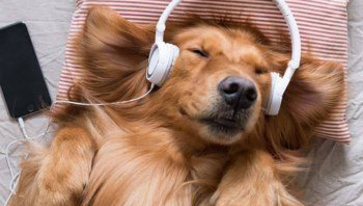 ¿Taylor Swift o Peso Pluma? Esta es la música favorita de los perros según la ciencia