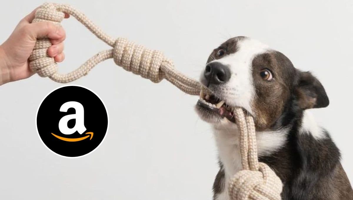 Amazon pone en ofertón 3 juguetes para perros: están bonitos y aguantadores