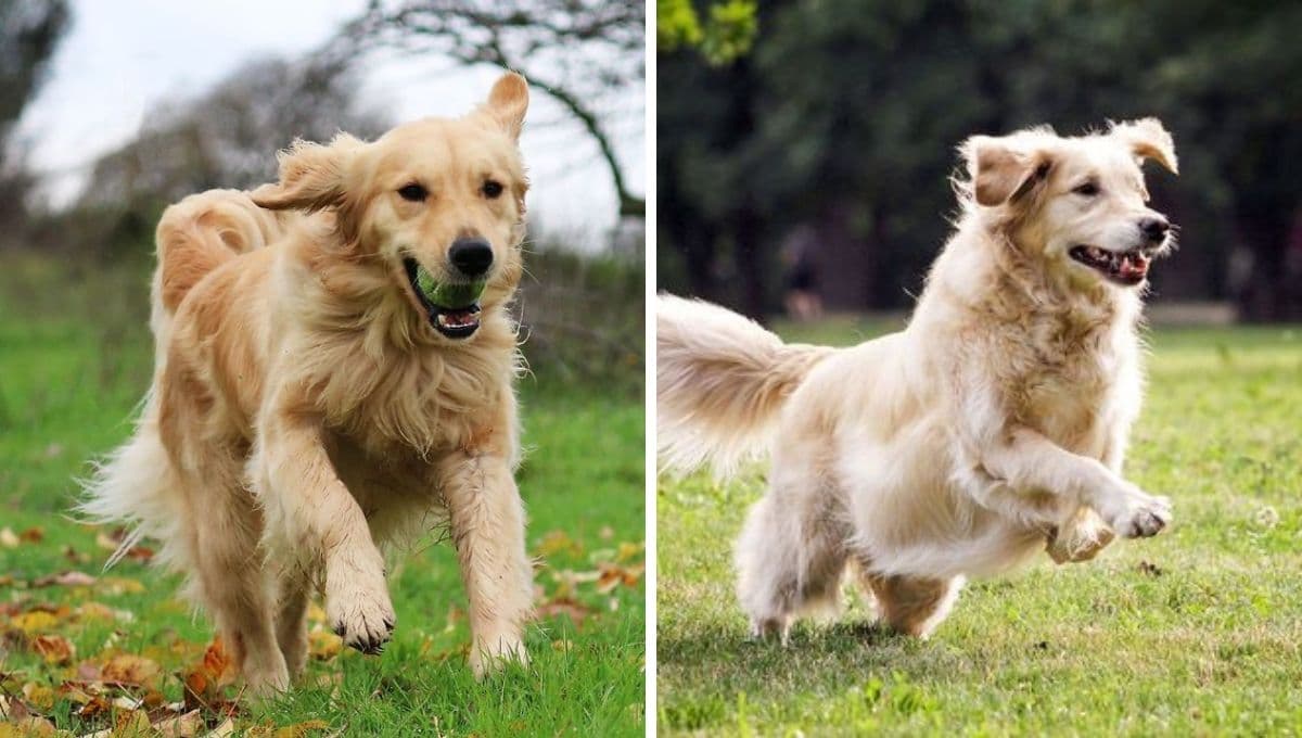 5 razas de perros medianos tranquilos y cariñosos