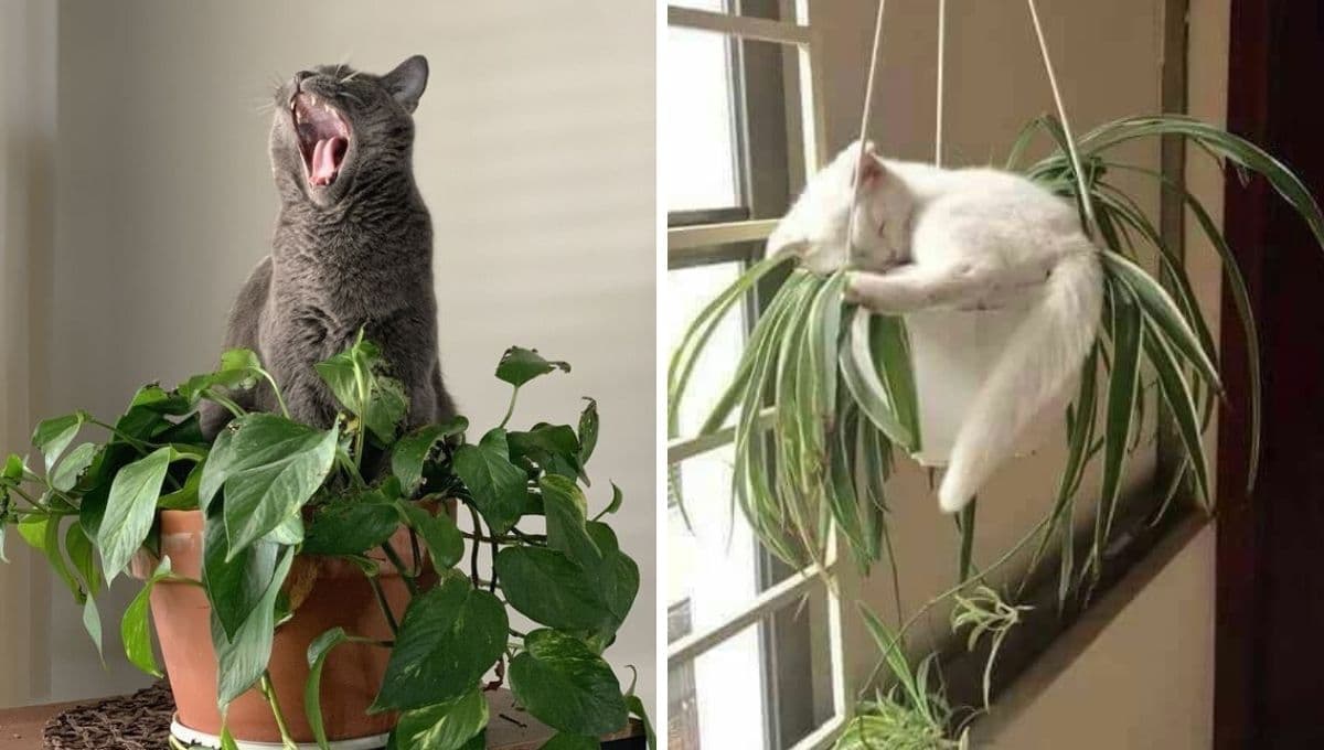 Test para saber si tienes un gato desobediente y malcriado en casa