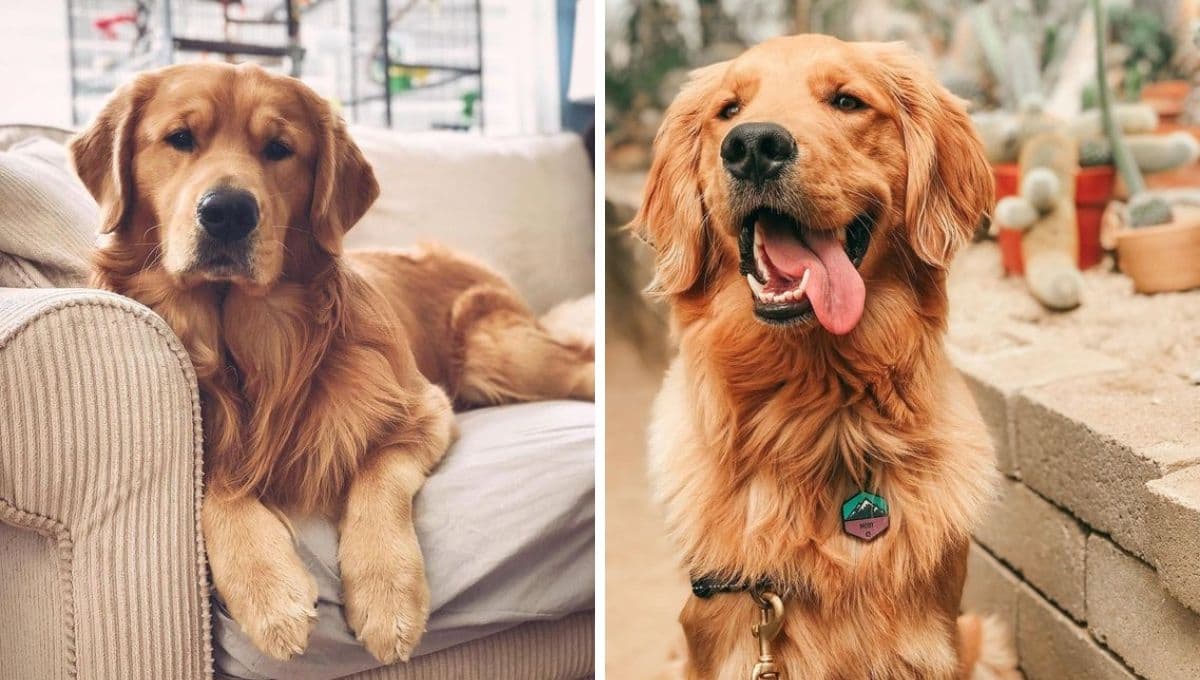 10 nombres para perros Golden retriever tan hermosos como ellos