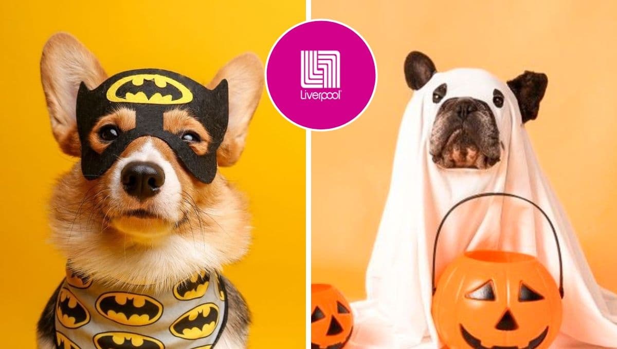 Liverpool tiene 3 disfraces de halloween para perros zoopet con descuentazo: casi regalados