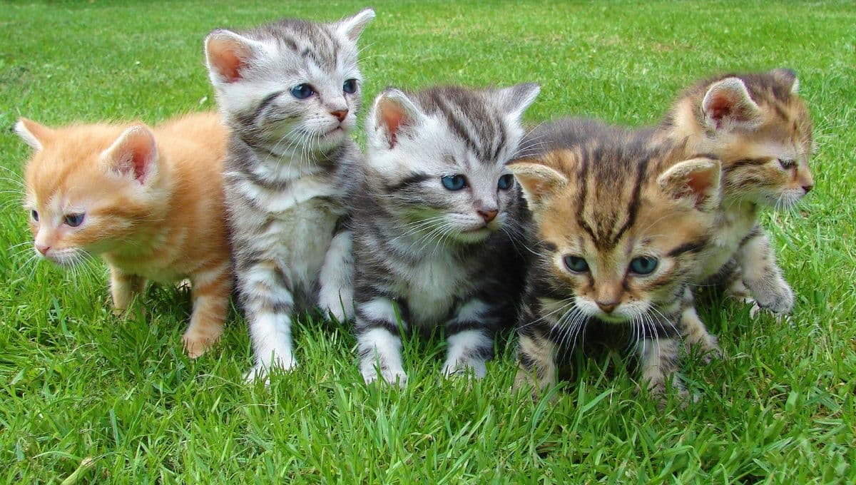 6 datos curiosos de los gatitos bebés que te harán cuidarlos con mucho amor