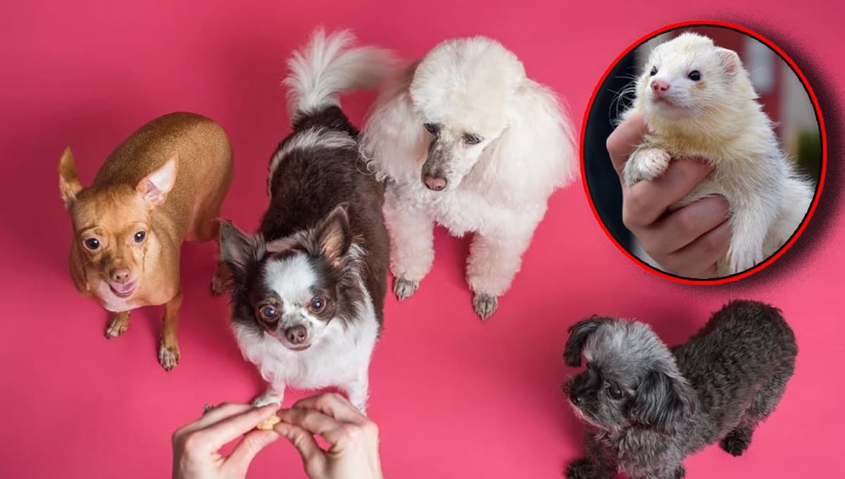Ley de Bienestar Animal: ¿qué es el listado positivo de animales de compañía?