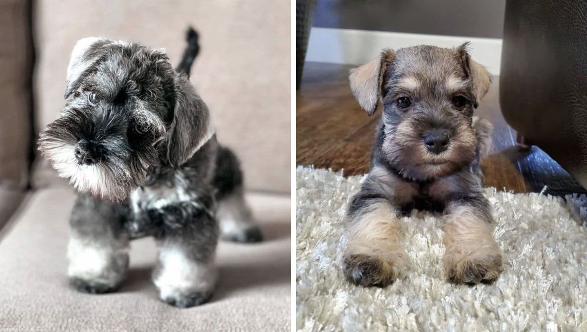 5 ventajas de tener un perro Schnauzer miniatura: llenarán de amor y alegría tu hogar