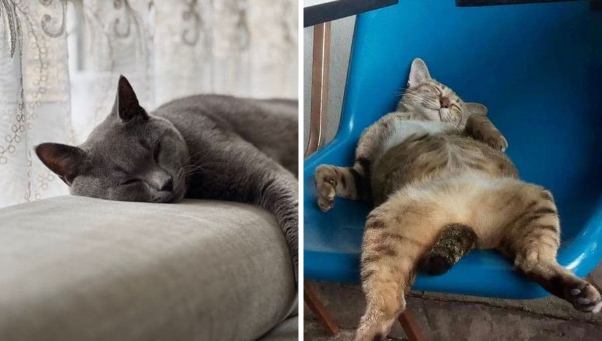 6 MEMES de gatos hartísimos de la vida para compartir si esta semana te fue mal