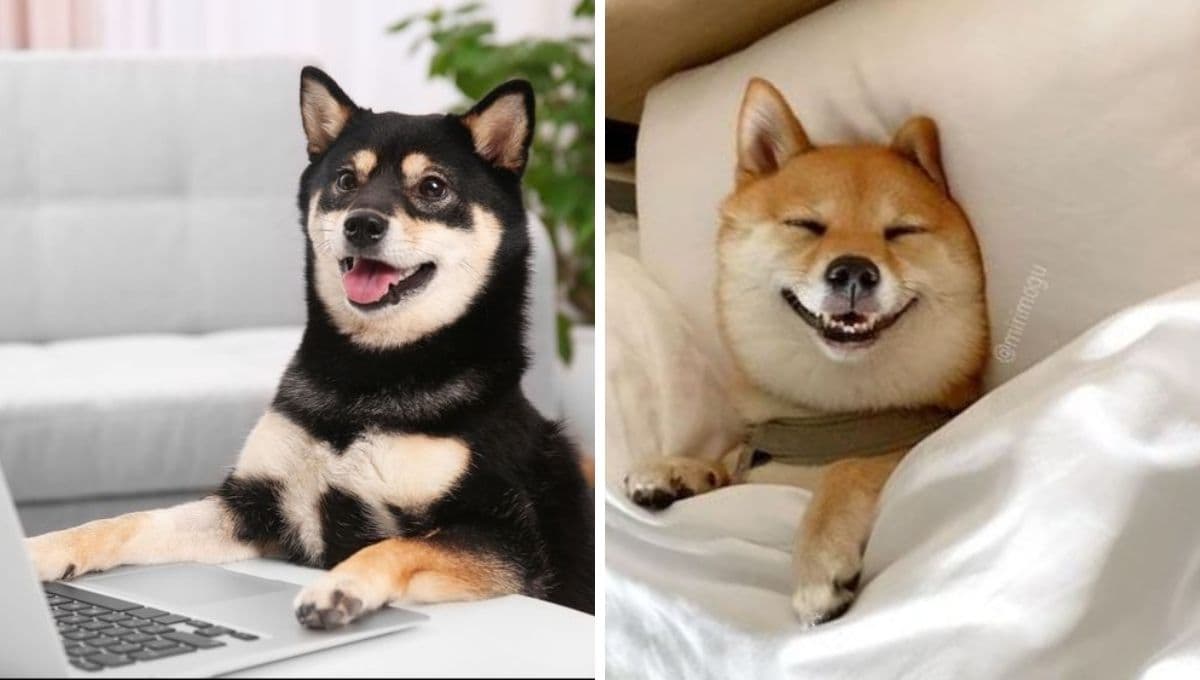 Ley de Bienestar Animal: 3 lugares donde está PROHIBIDO que vivan perros y gatos