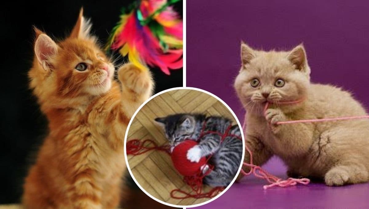 ¿Cómo hacer una pelota casera para gatos fácil y rápida? | Paso a paso