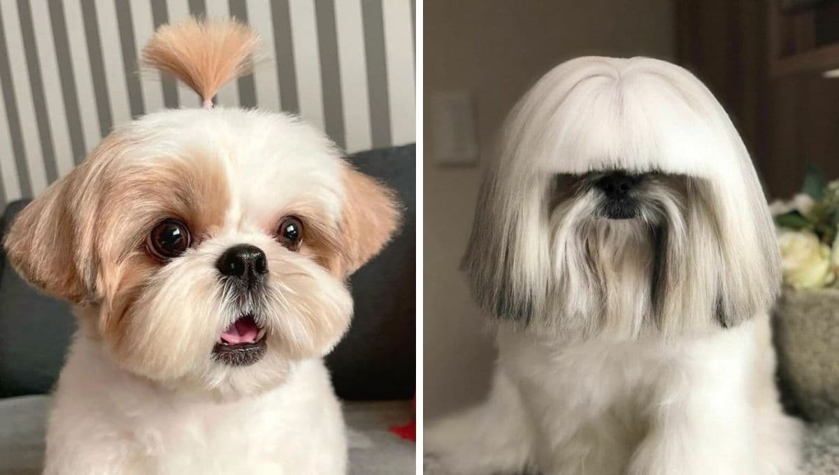 6 razas de perros medianos y peludos: adorables y perfectos para abrazar