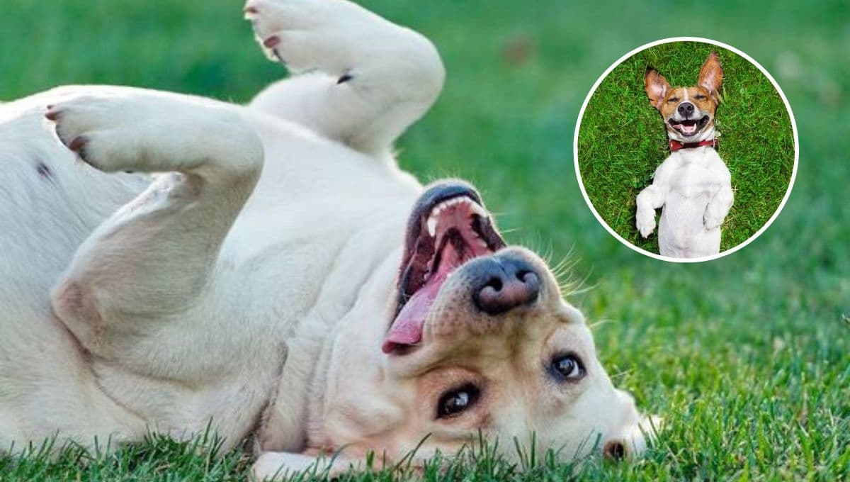 5 cosas que tu perro ama de ti para que lo hagas sentir muy querido y especial