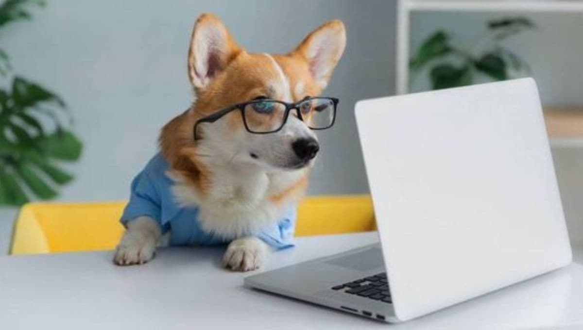 10 nombres para perros medianos inteligentes y protectores con significado